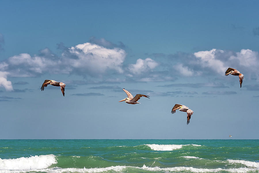 South Padre Island Pelicans Photograph by Victor Culpepper