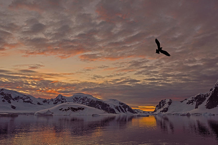 South Polar Dusk Photograph by Tony Beck