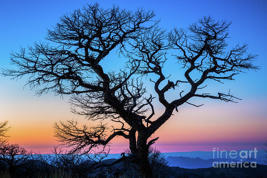 Nature Photograph - South Rim Tree by Inge Johnsson
