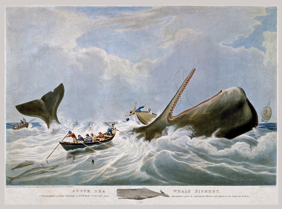 South Sea Whale Fishery Drawing by William John Huggins