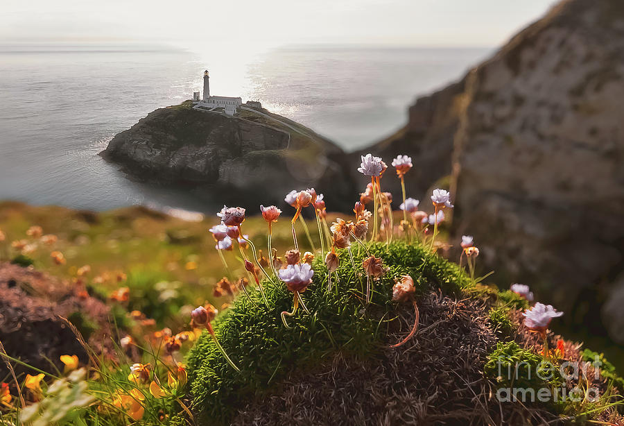 South Stack Lighthouse Photograph