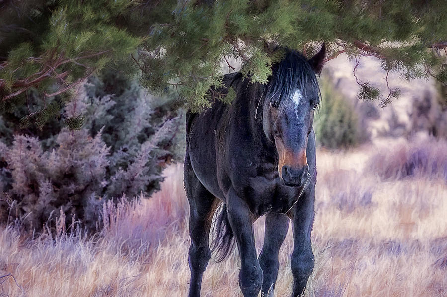 South Steens Band Stallion Approaches Photograph by Belinda Greb