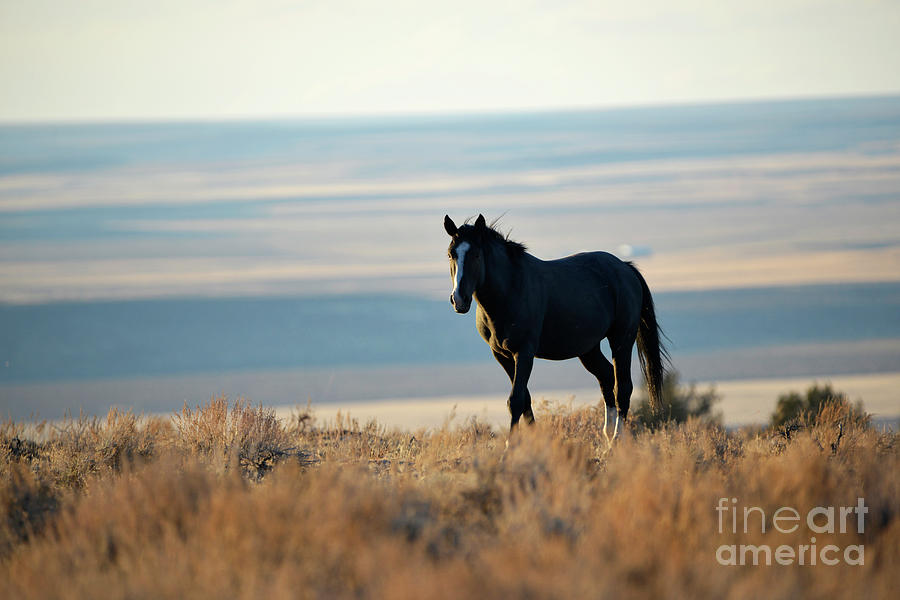 South Steens Mustang at Sunset Photograph by Denise Bruchman