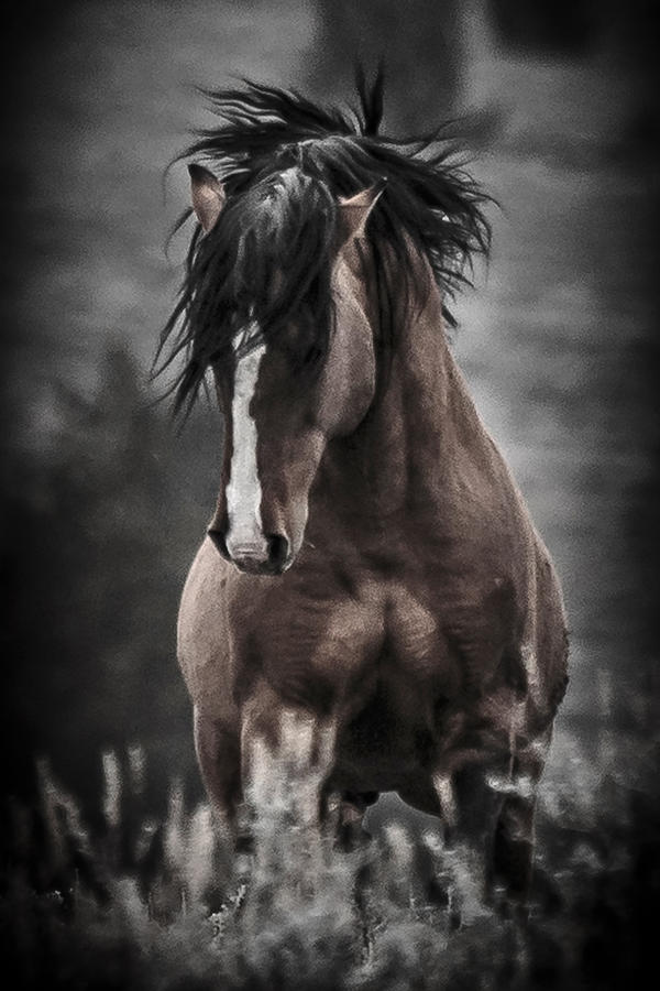 South Steens Wild Stallion Photograph by Wes and Dotty Weber