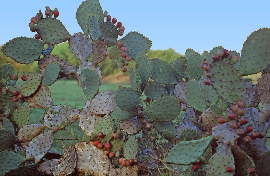 South Texas Cactus Photograph by Wendell Baggett Pixels
