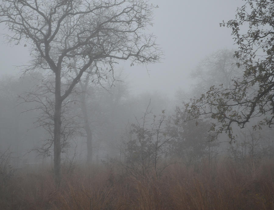 San Antonio Photograph - South Texas Fog I by Carolina Liechtenstein