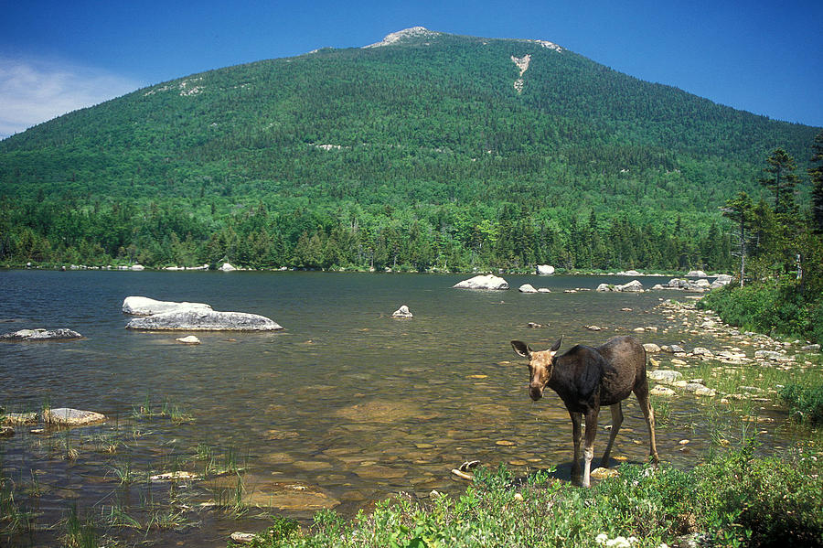 South Turner Mountain Cow Moose Photograph by John Burk