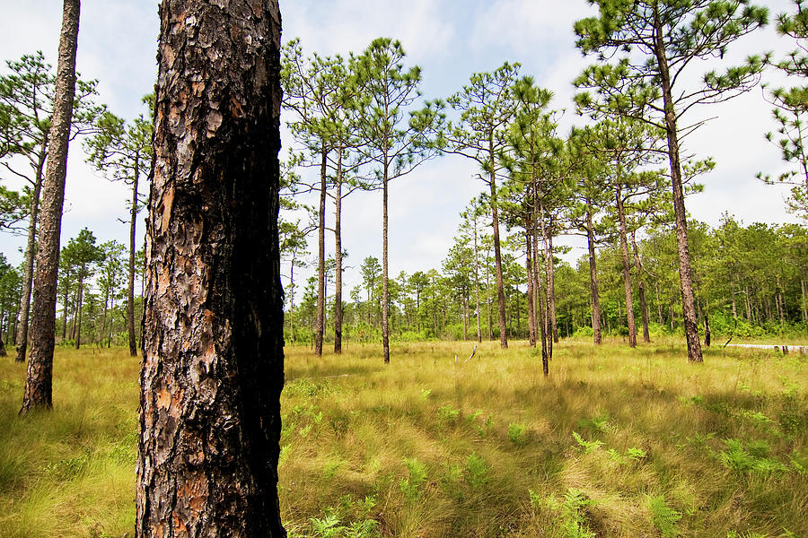 Southeast Pine Savanna Photograph by Bob Decker