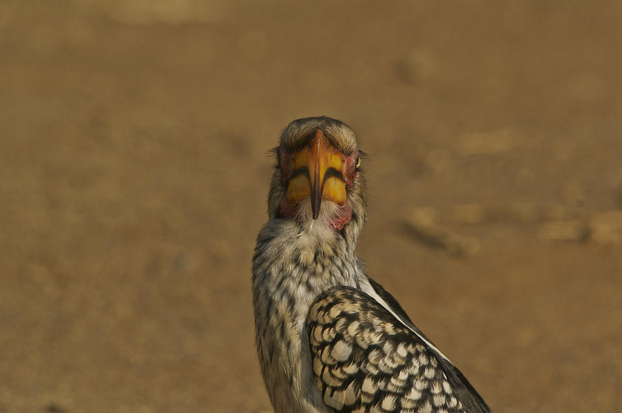 Souther Yellow-Billed Hornbill Profile Photograph by Brian Kamprath
