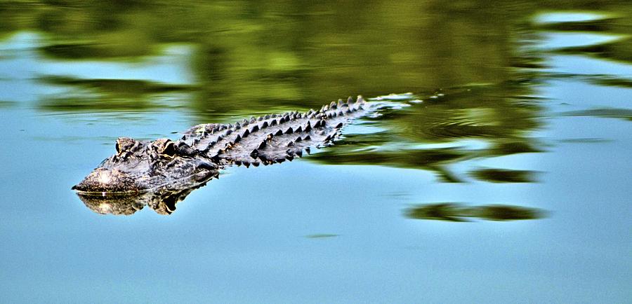 Alligator Photograph - Southern Alligator by James Potts