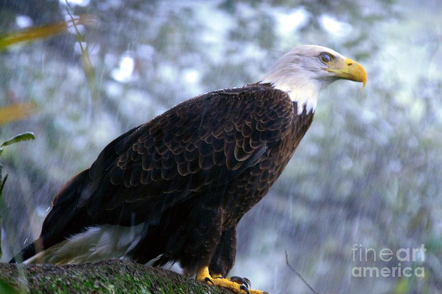 Wildlife_Southern Bald Eagle in the Rain Photograph by Randy Matthews