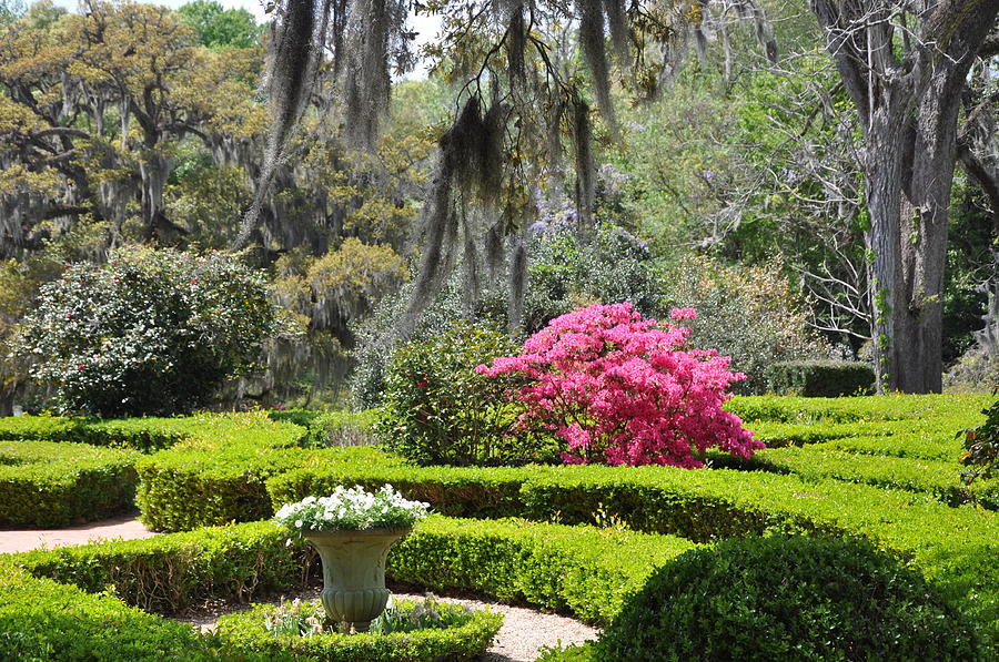 Southern Beauty Photograph by Kathy Ricca - Fine Art America