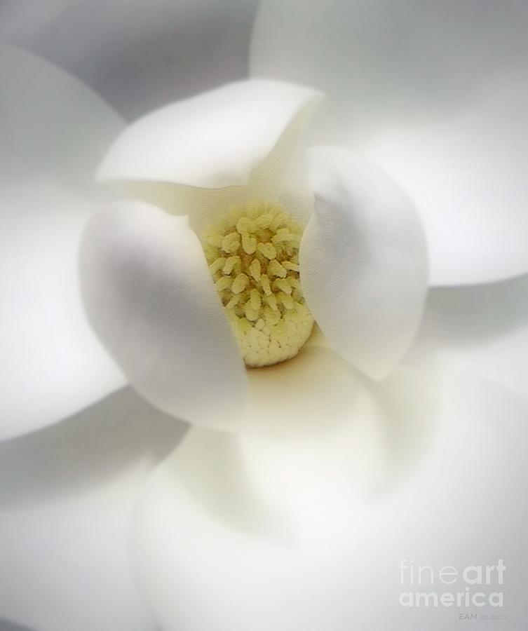 Southern Belle / Beautiful Magnolia  Digital Art by Elizabeth McTaggart