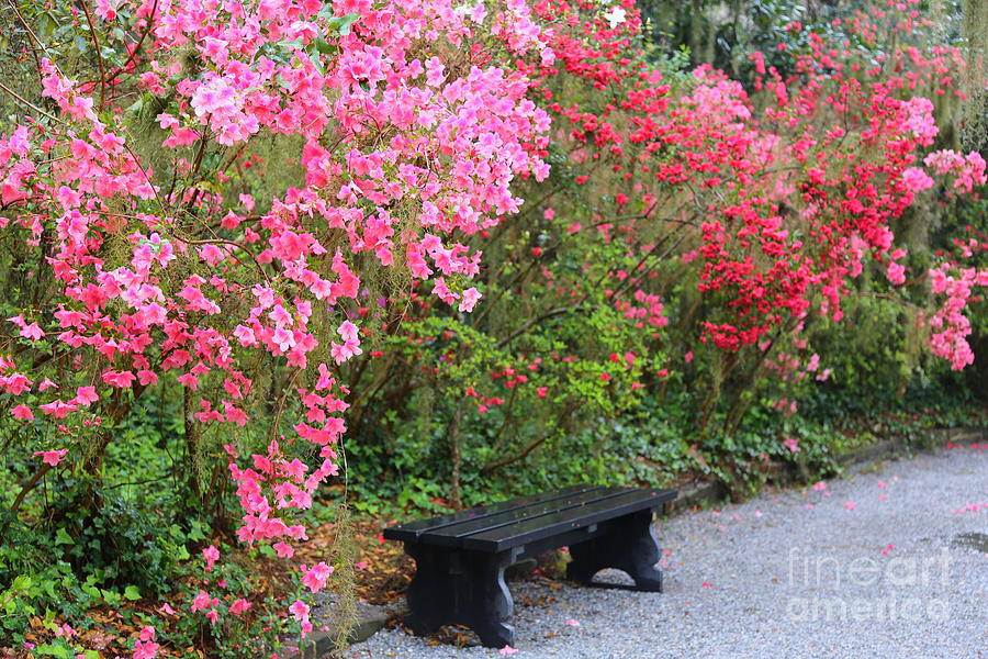 Southern Bench With Azaleas Photograph