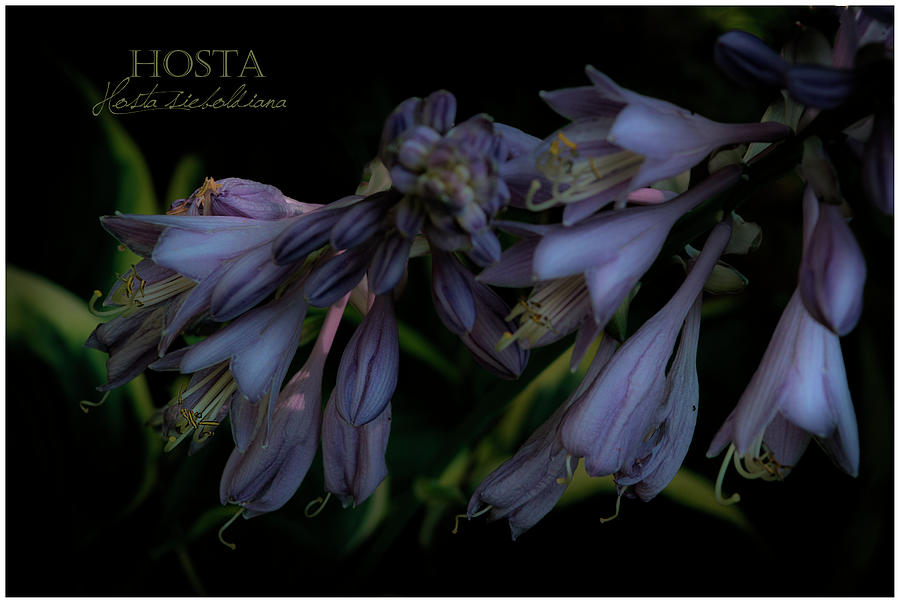 Flower Photograph - Southern Blue Hosta by Kimber Lee