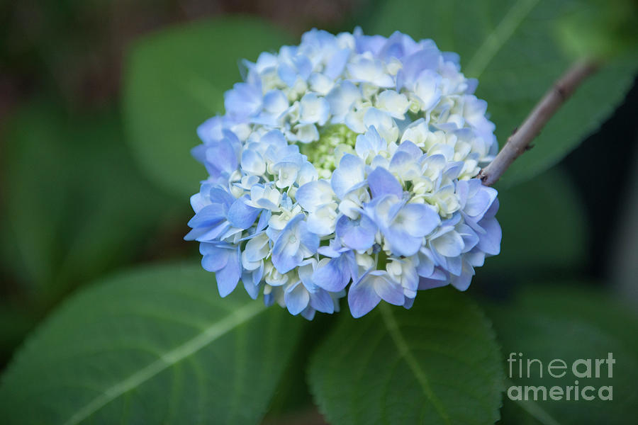 Southern Blue Hydrangea Blooming Photograph by Dale Powell