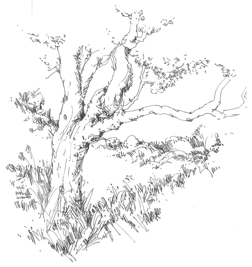 Southern California Tree Drawing by Robert Birkenes
