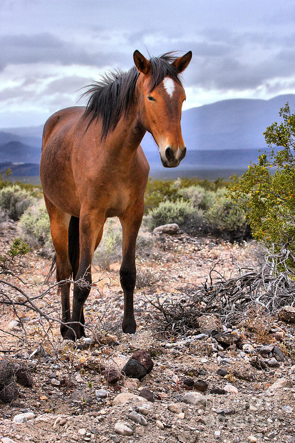 Death Valley National Park Photograph - Southern California Wild Mustang by Adam Jewell