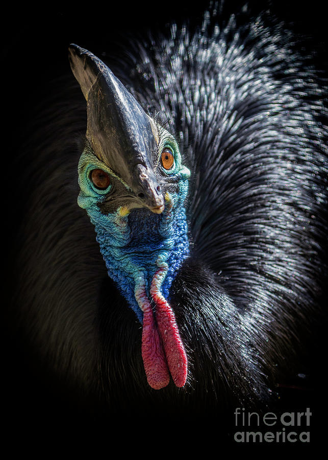 Southern Cassowary Photograph by Karen Jorstad