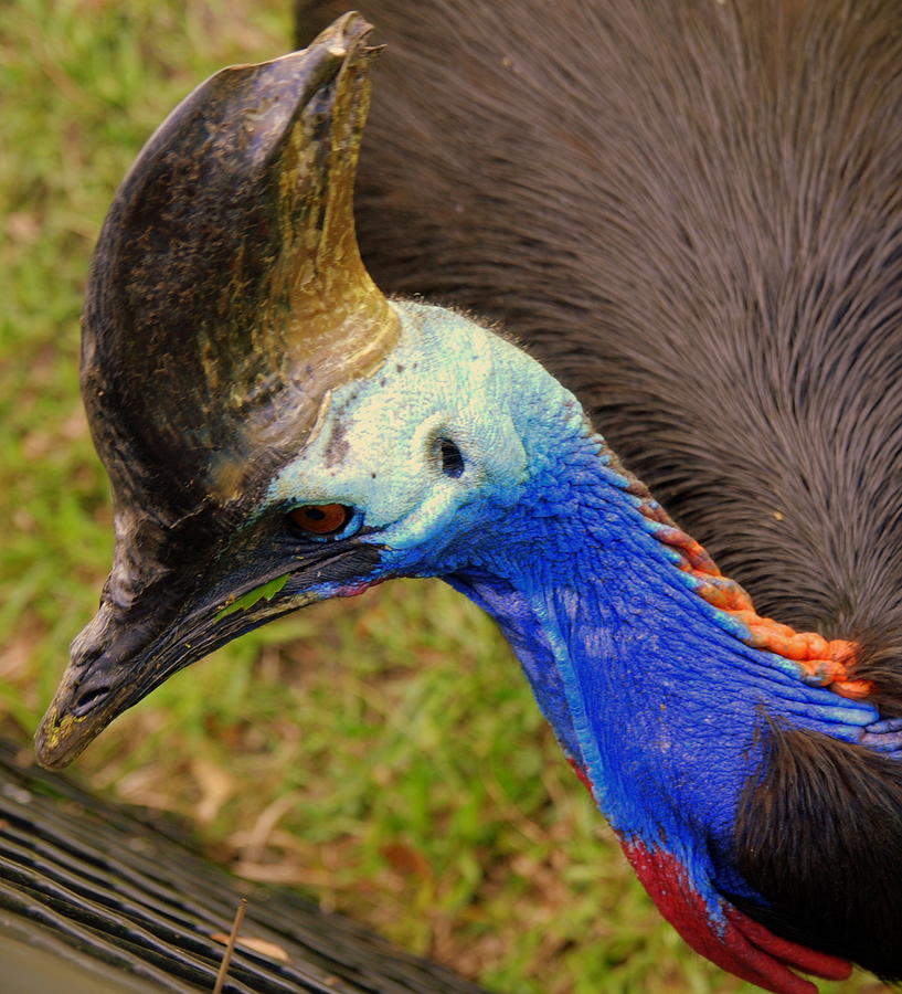 Wildlife Photograph - Southern Cassowary by Susanne Van Hulst