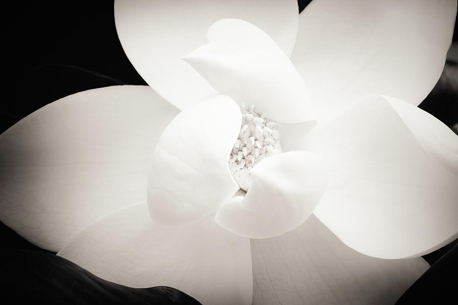 Southern Magnolia Photograph - Southern Charm by Lisa McStamp