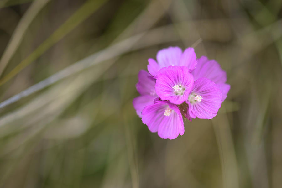 Southern Checkerbloom Photograph by Alexander Kunz