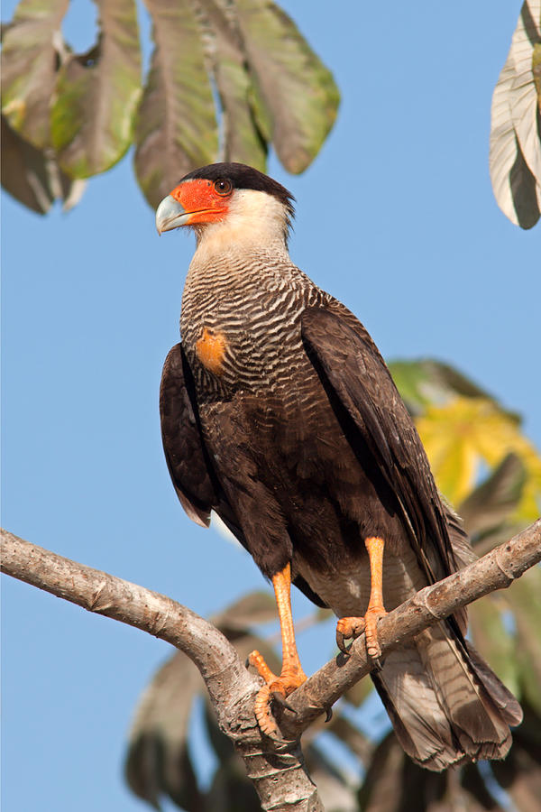 Southern Crested Caracara Photograph by Aivar Mikko - Pixels