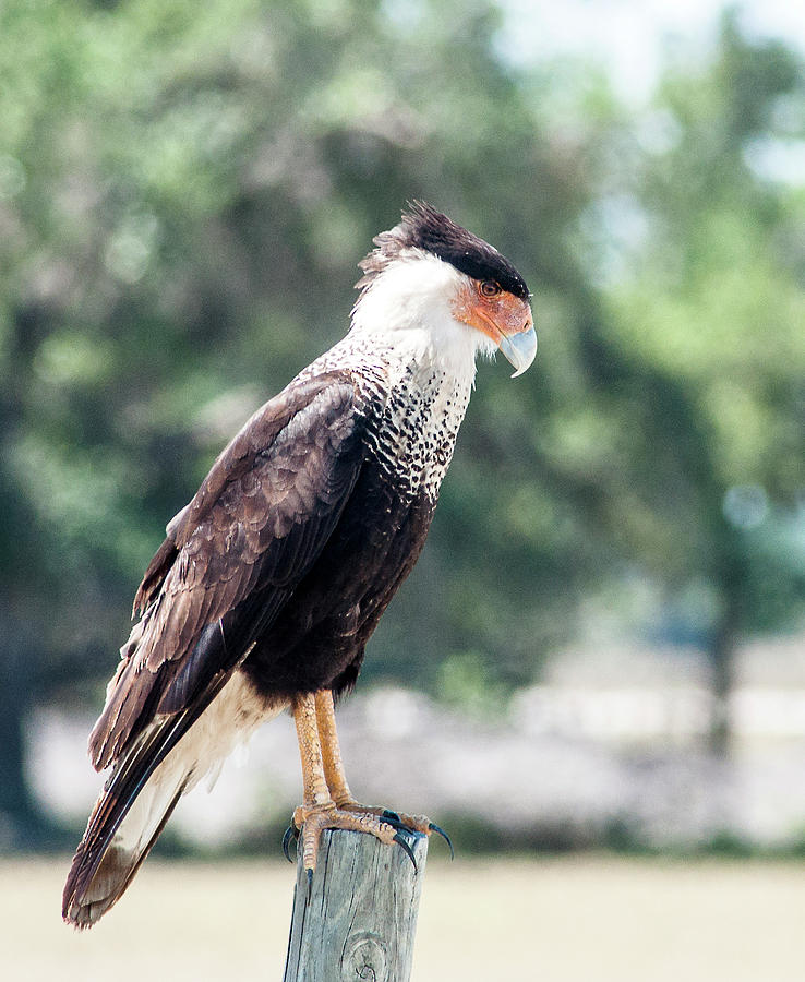 Southern Crested Caracara Photograph by Norman Johnson