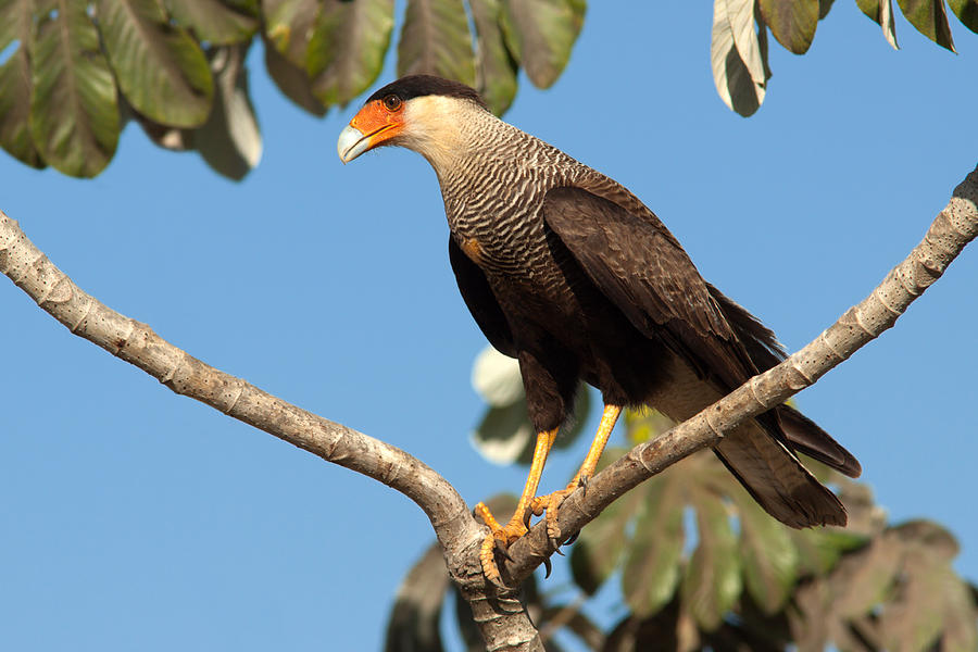 Southern Crested Caracara On Branch Photograph