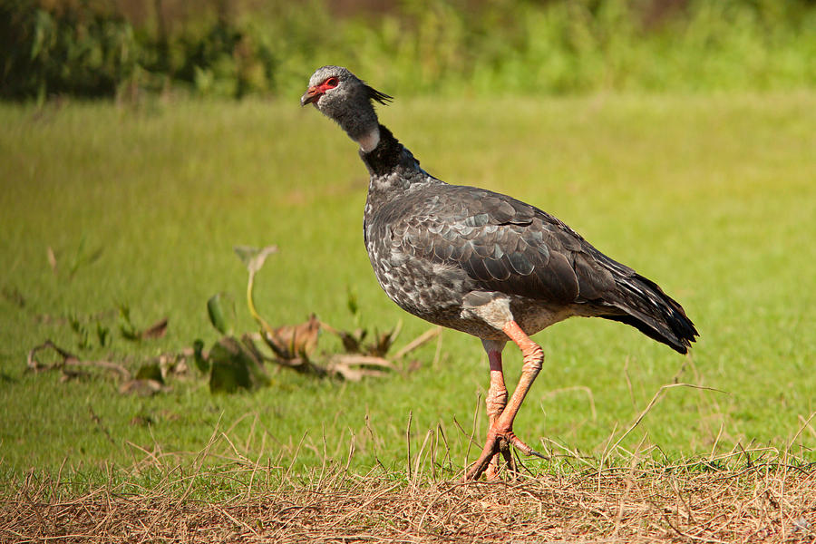Southern Crested Screamer Photograph by Aivar Mikko