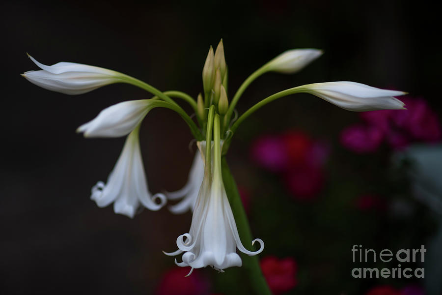 Southern Crinum Lily Photograph by Dale Powell