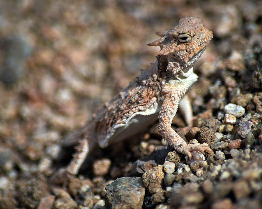 Southern Desert Horned Lizard, Mojave National Preserve, April 2016 ...