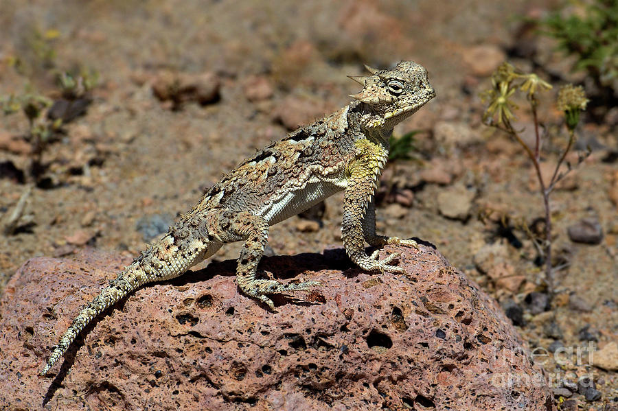 Southern Desert Horned Lizard Phrynosoma Platyrhinos Wild Photograph by Dave Welling