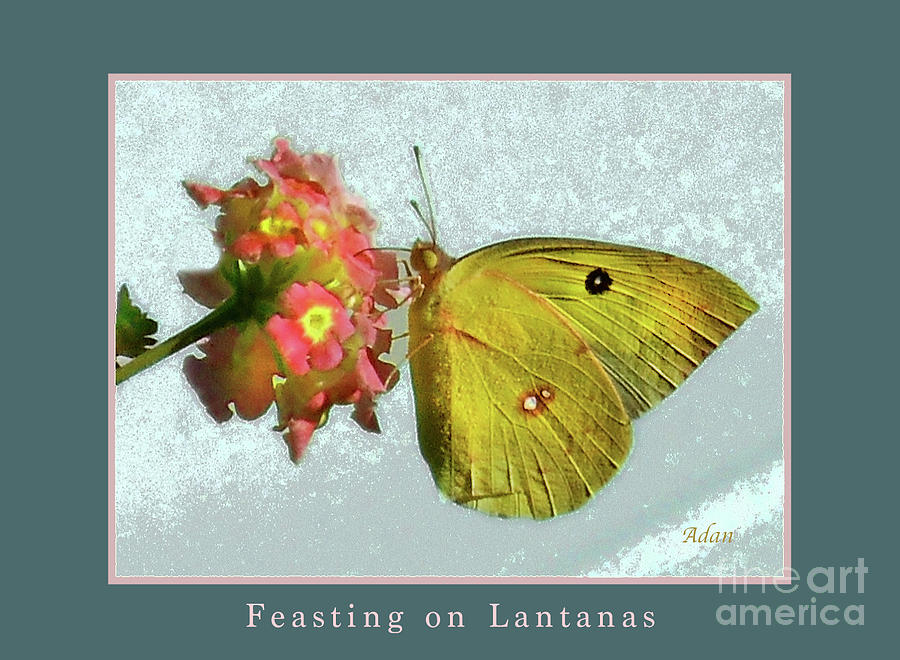 Southern Dogface Butterfly Feasting on December Lantanas Austin v2 Greeting Card Poster Photograph by Felipe Adan Lerma