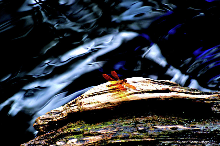 Southern Dragonfly Photograph by Tara Potts