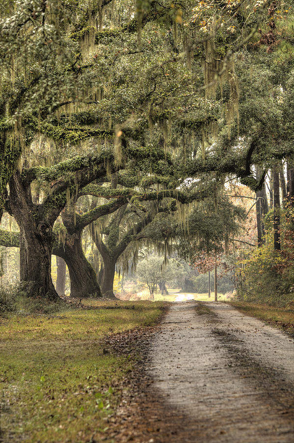Plantation Photograph - Southern Drive Live Oaks and Spanish Moss by Dustin K Ryan