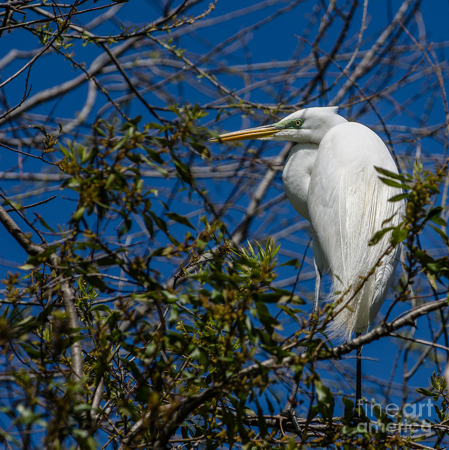 Southern Egret Photograph