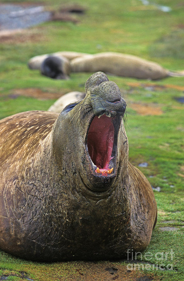 Southern Elephant Seal Photograph by Gerard Lacz