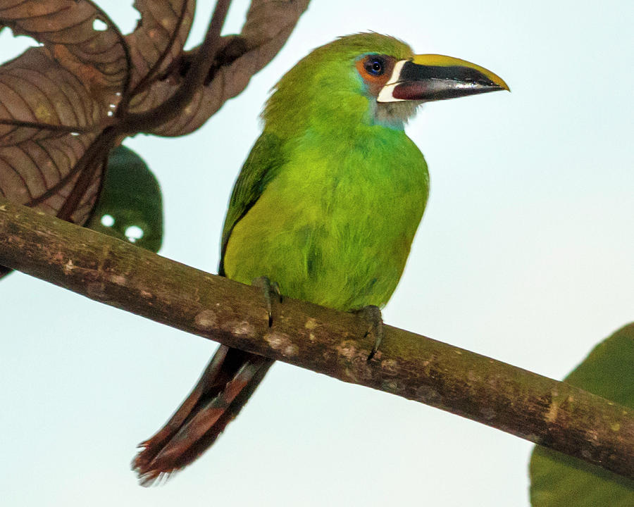 Southern Emerald Toucanet Alcazares Manizales Colombia Photograph by Adam Rainoff