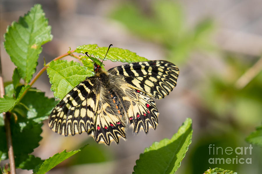 Southern Festoon Butterfly Photograph by Jivko Nakev