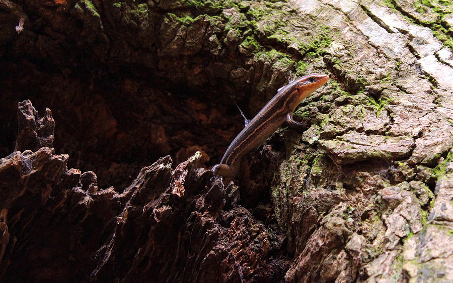 Southern Five-lined Skink with Angel Oak Photograph by Robin Street-Morris