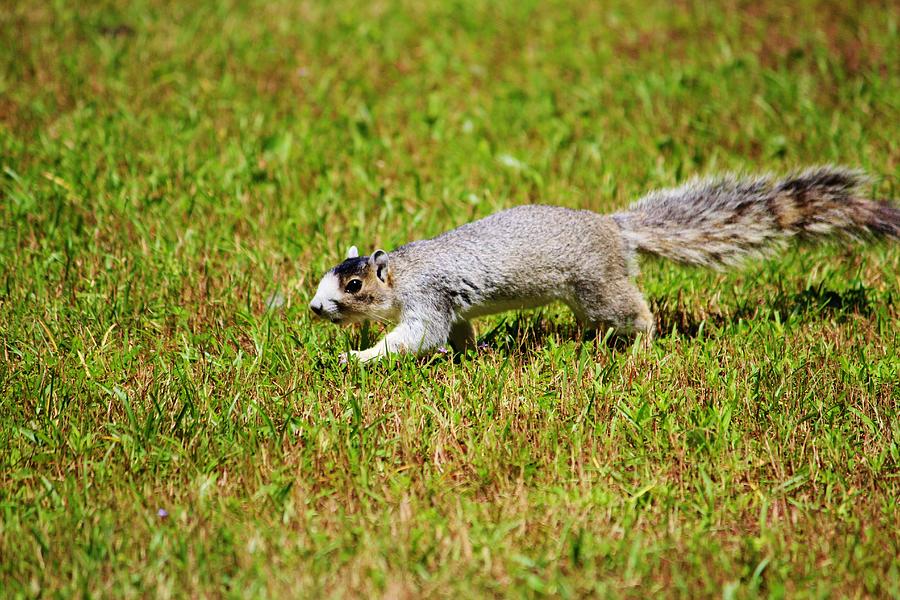 Southern Fox Squirrel Photograph by Cynthia Guinn