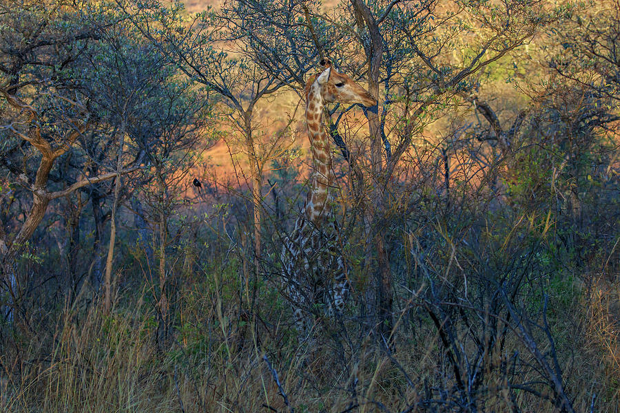 Southern Giraffe Photograph by Gary Hall