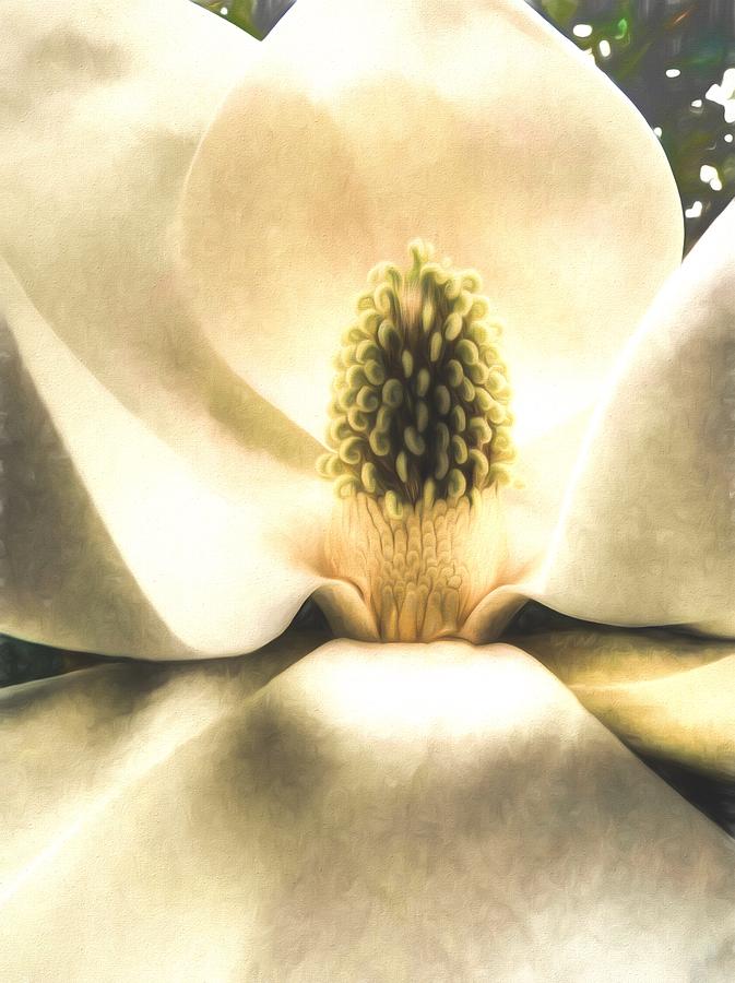 Magnolia Movie Photograph - Southern Grace by JC Findley