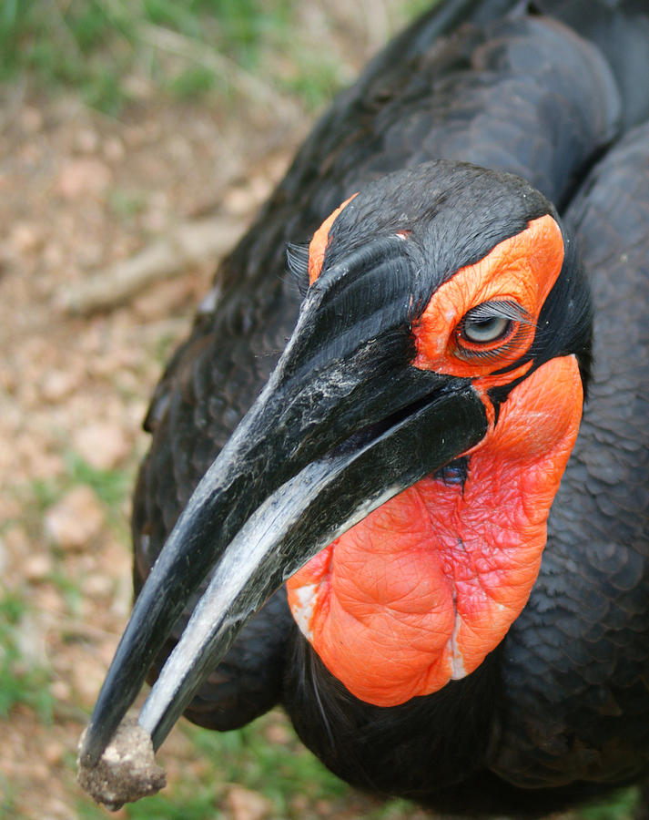 Southern Ground Hornbill Photograph by Ernie Echols - Pixels