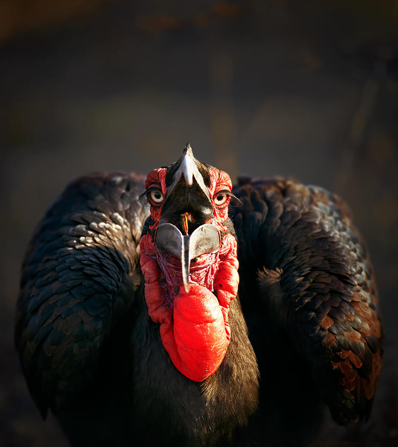 Southern Ground Hornbill swallowing a seed Photograph by Johan Swanepoel