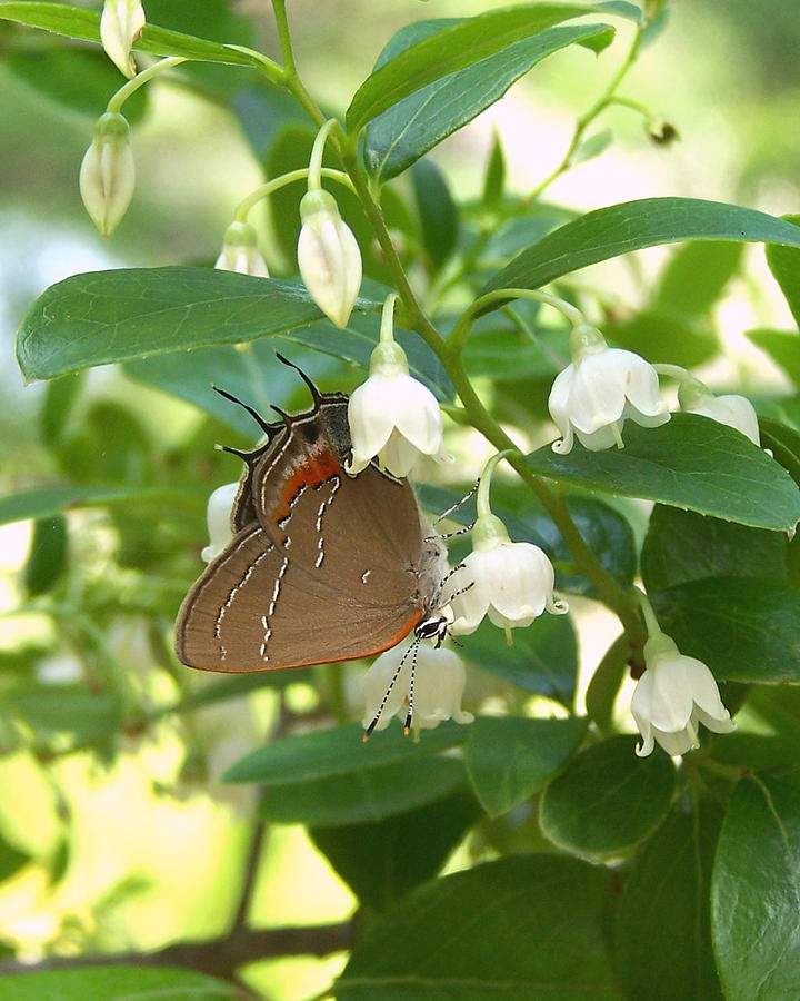Southern Hairstreak on Sparkleberry Photograph by Peggy Urban