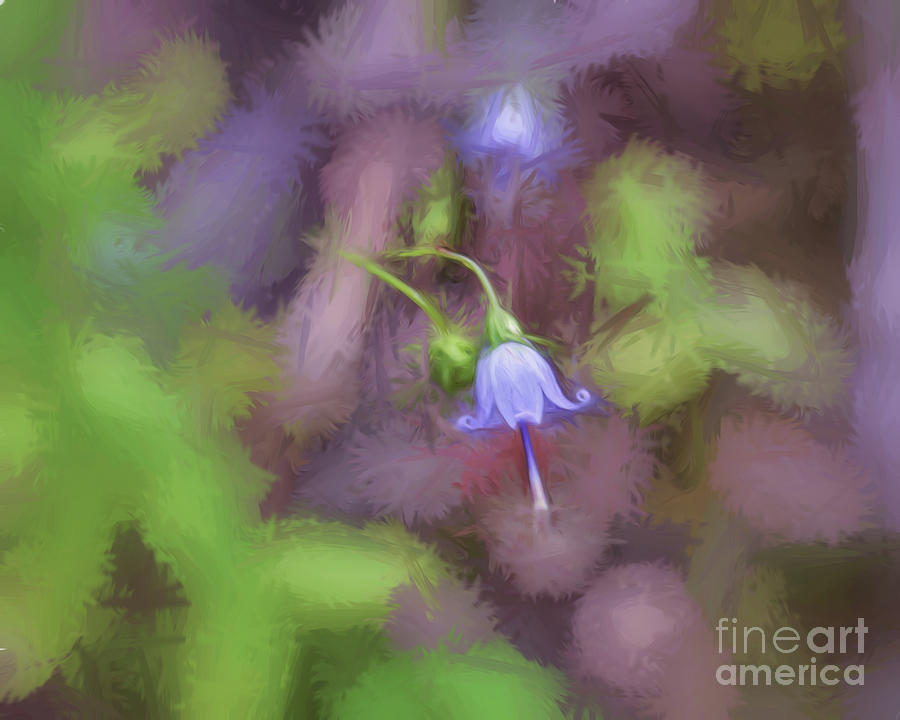 Southern Harebell Wildflower Photograph by Kerri Farley