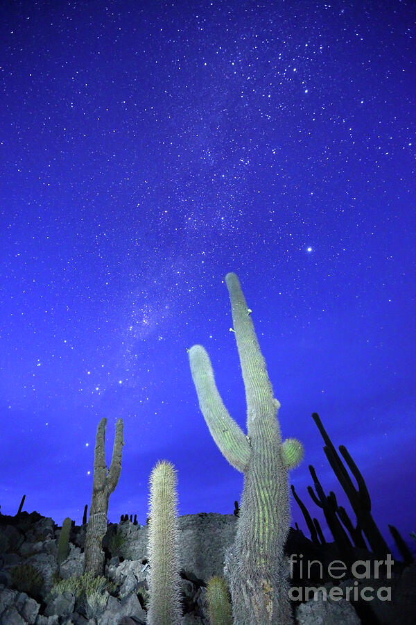Southern Hemisphere Night Sky and Cactus Photograph by James Brunker
