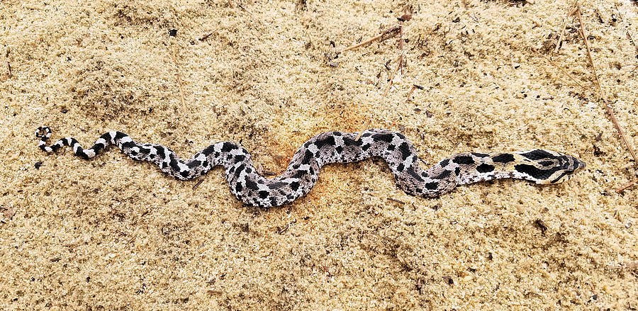 Southern Hognose Snake Heterodon Simus Photograph by JC Findley